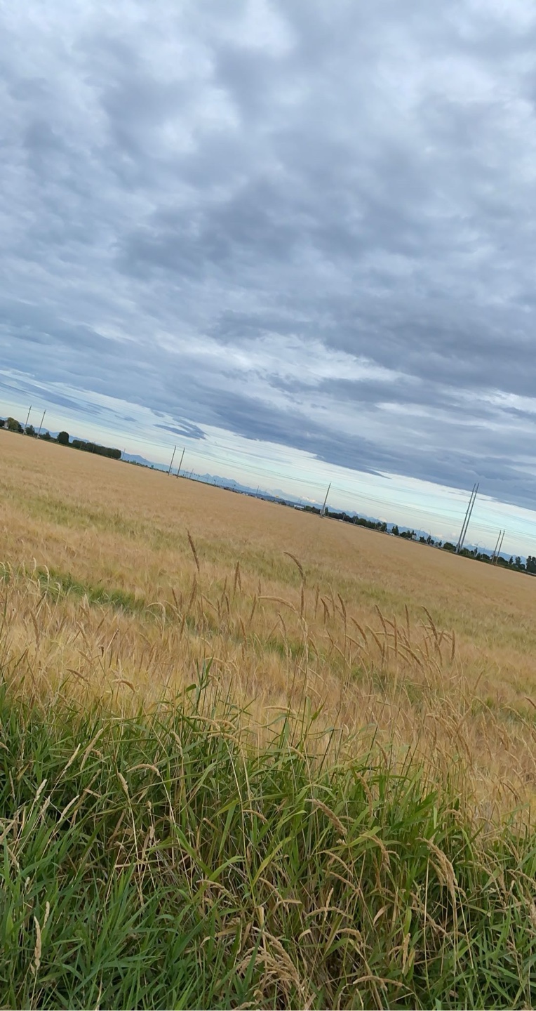 Schae