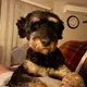 Peter profile