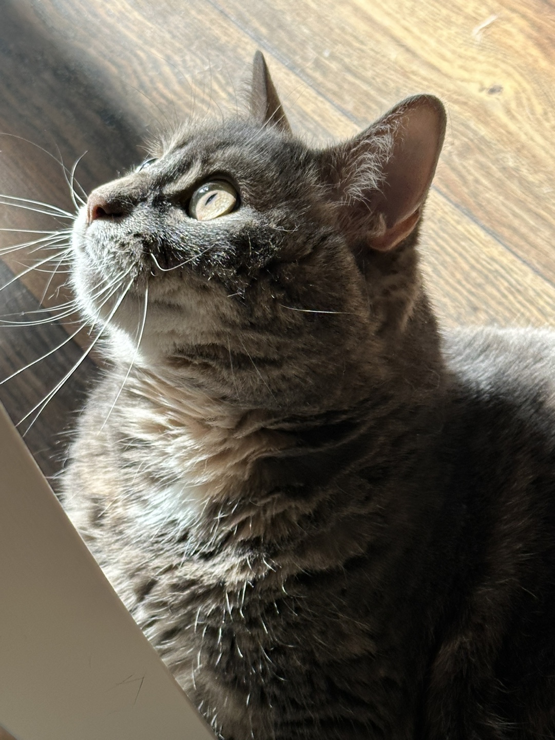 Mm profile