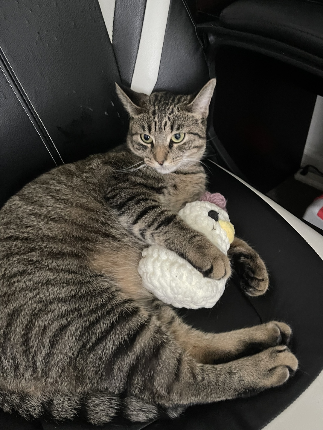 Abonti