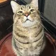 Solli profile
