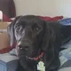 Stefan profile
