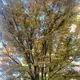 Sha profile