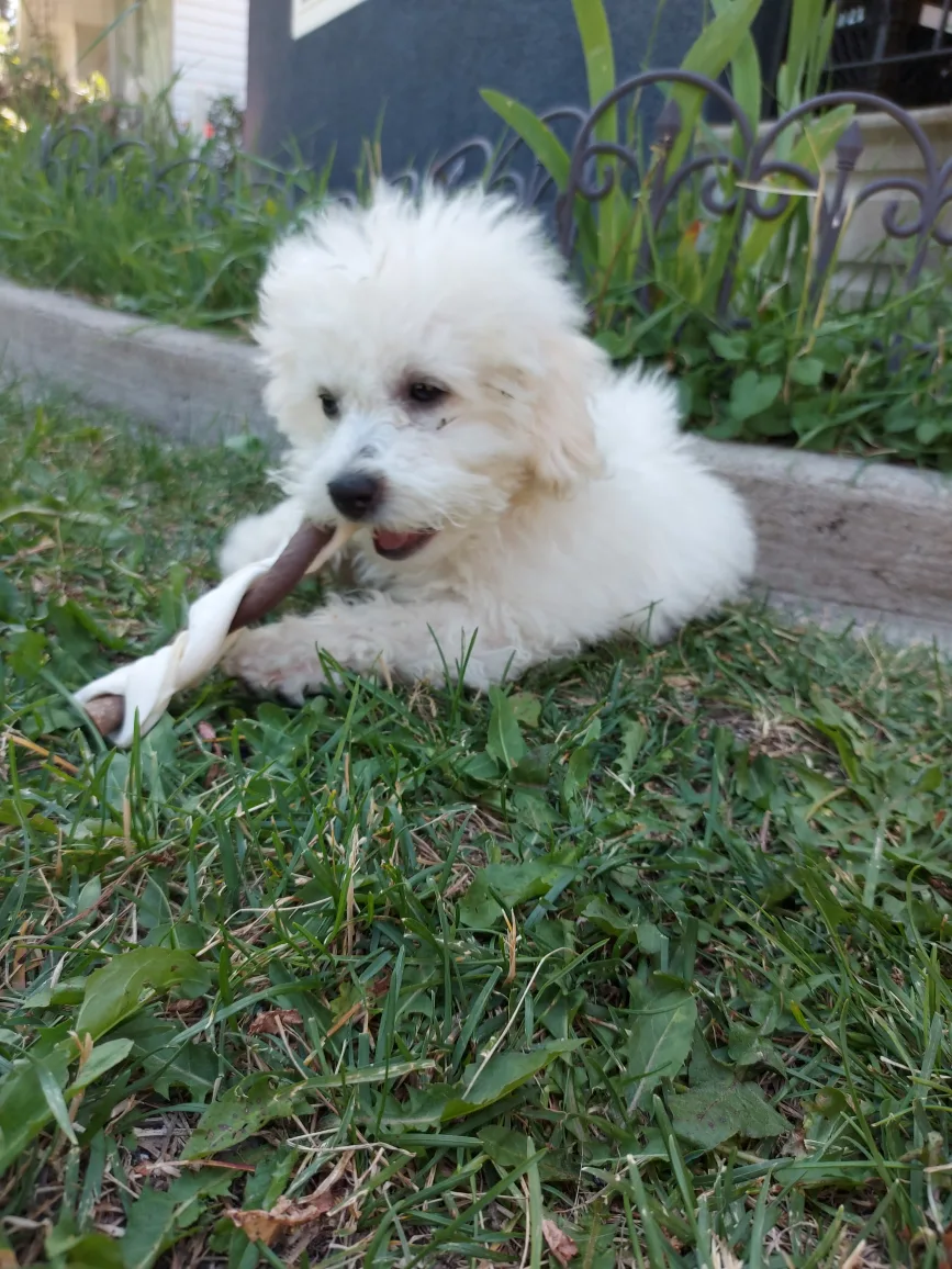 gidget Watson profile