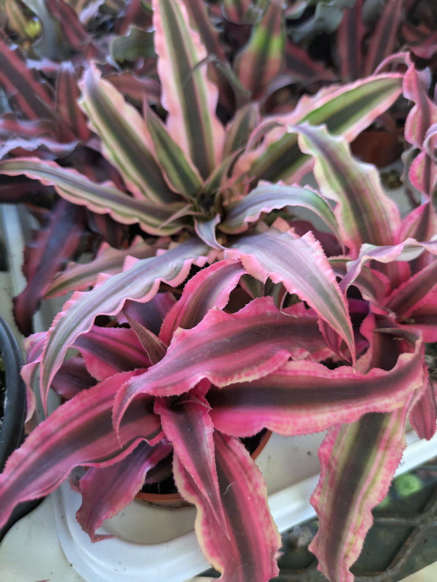 The Succulent Shed profile