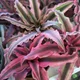 The Succulent Shed profile