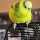 Liz profile