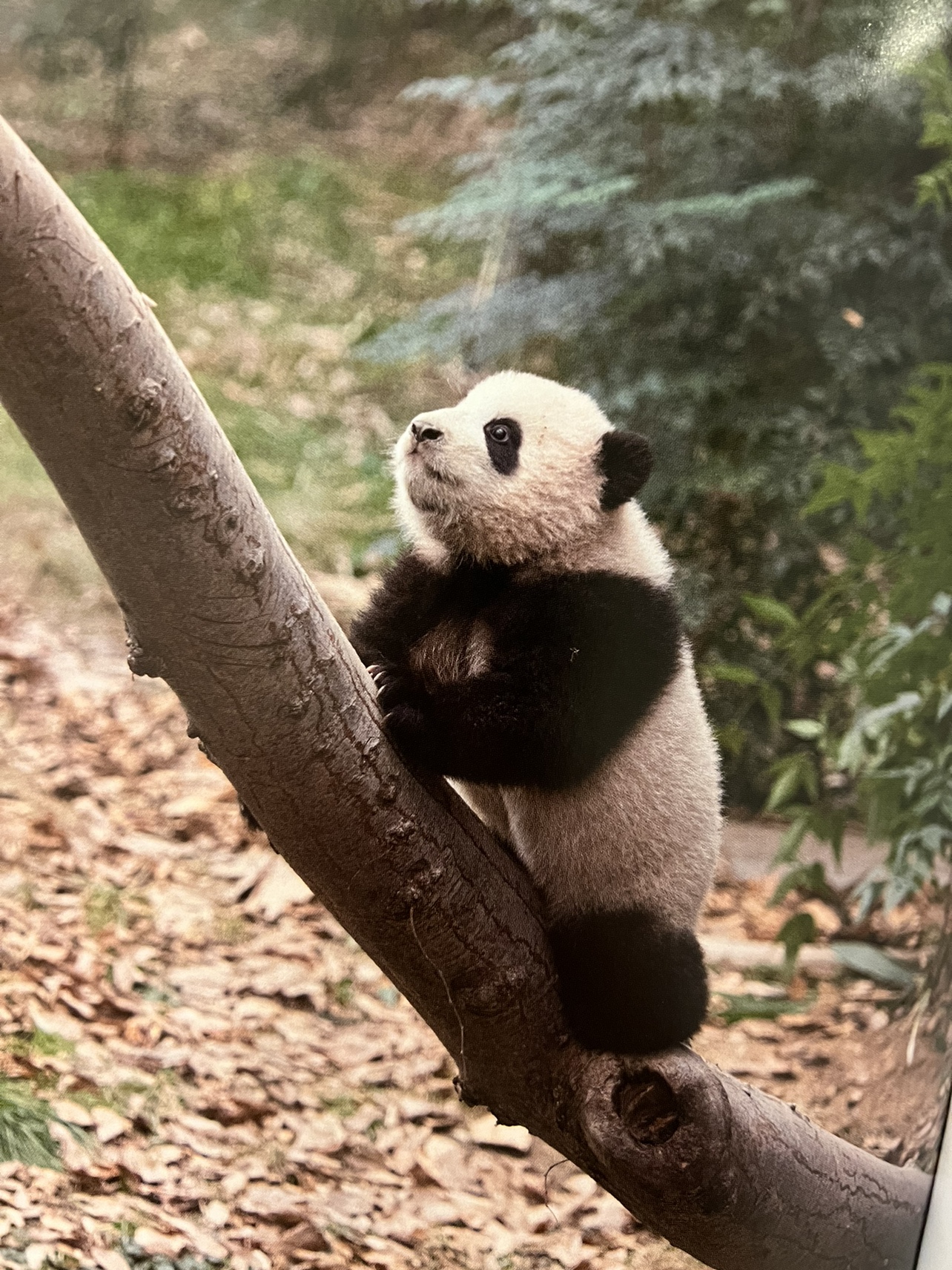 Xikaka profile