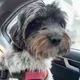 Elika profile