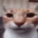 Markas profile