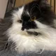 Carlos profile