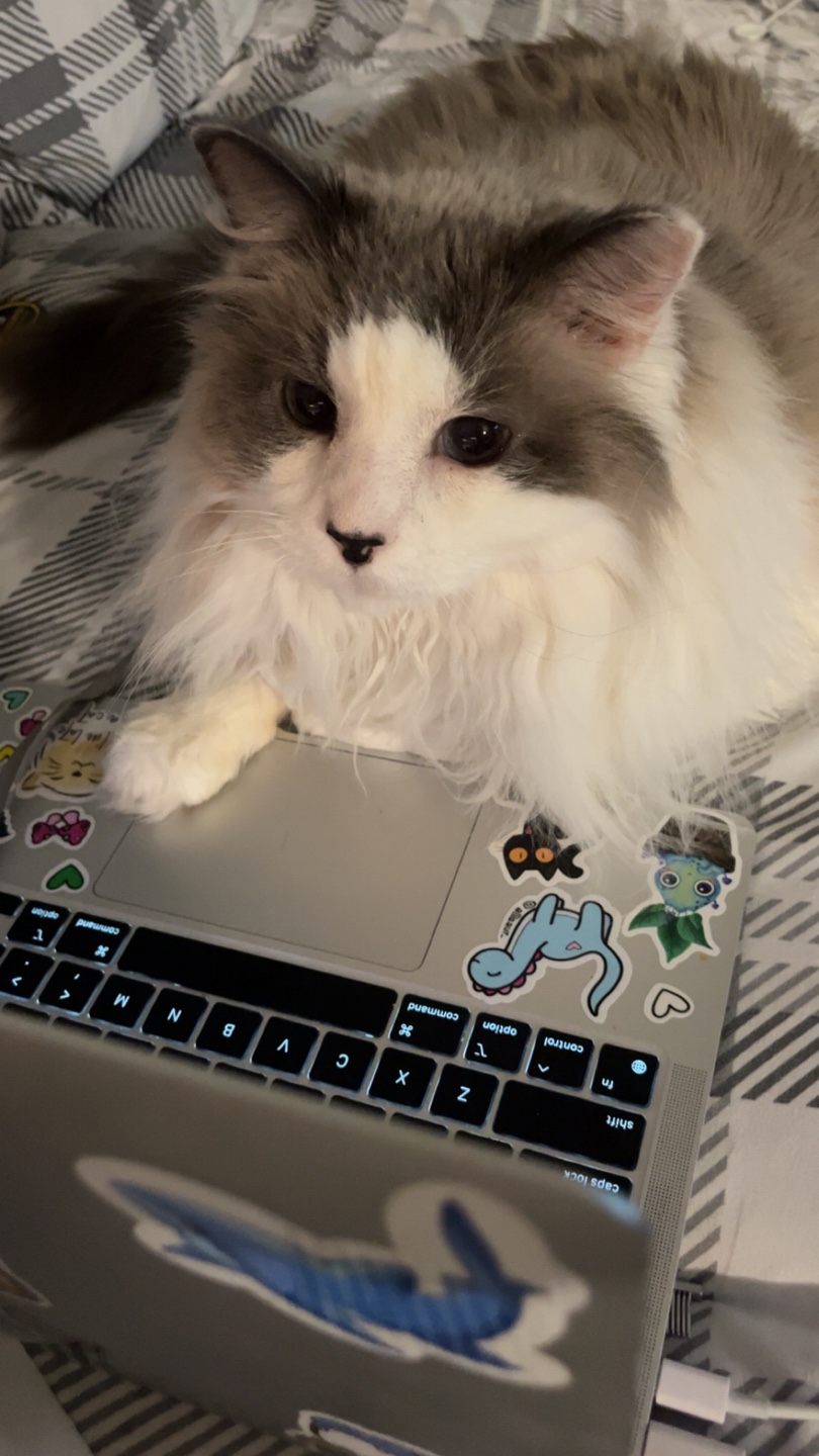 Cat Lee