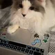 Cat Lee profile