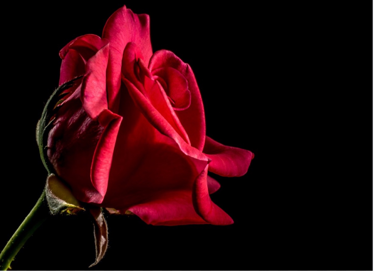 Rose profile