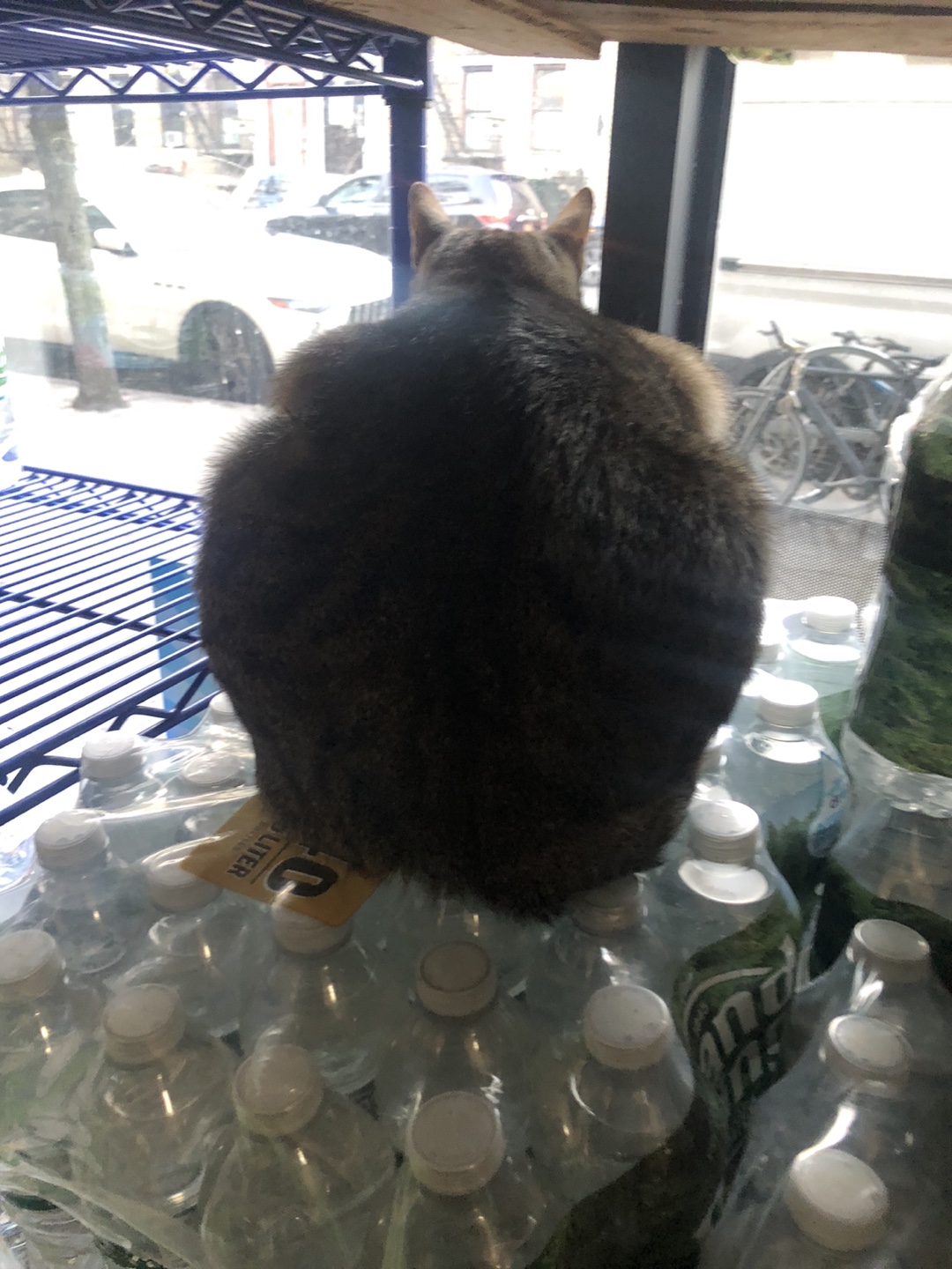 Jack profile