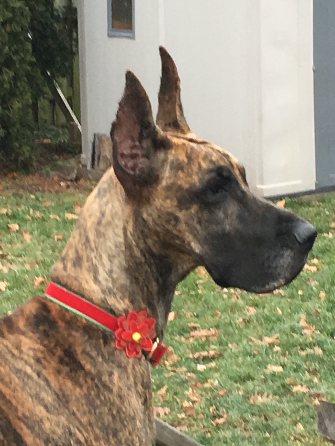 Barb profile