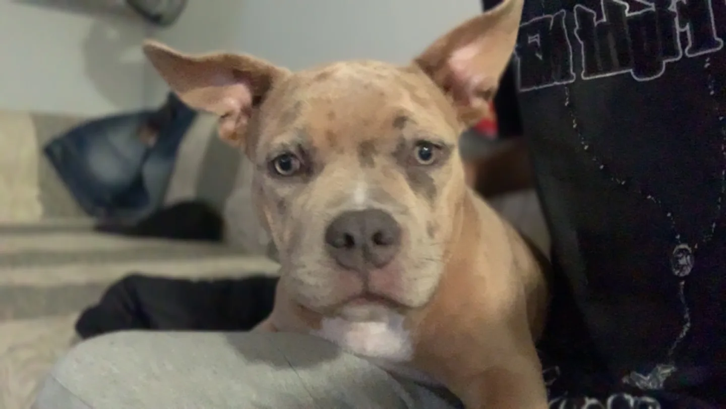 Carter brown profile