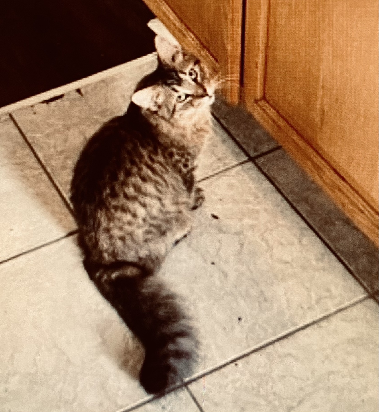 Eli profile