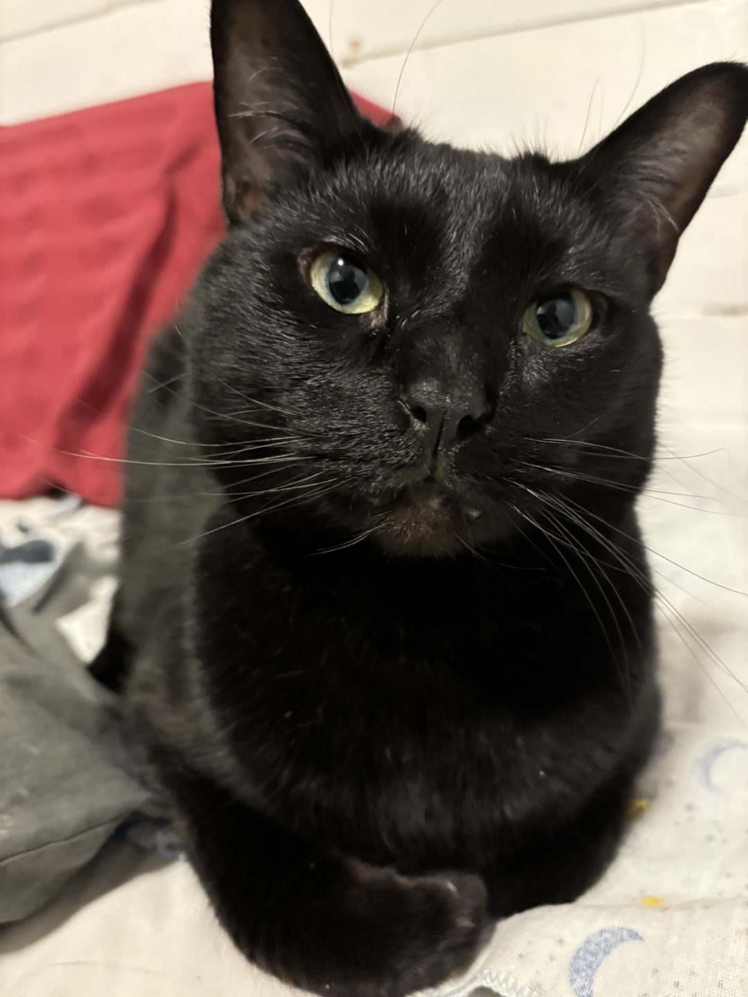 Deena profile