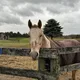 FQ profile