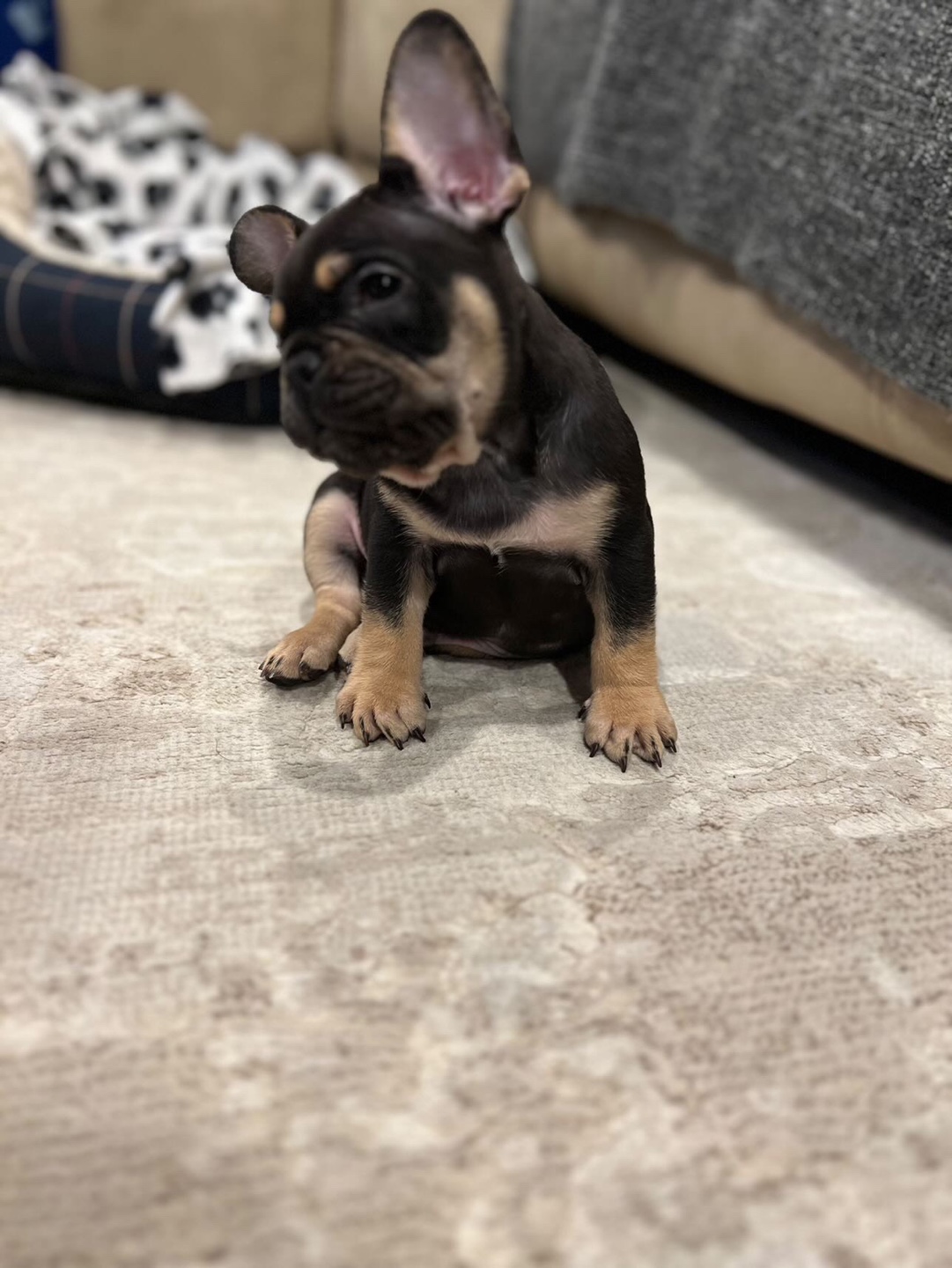 Chloe profile