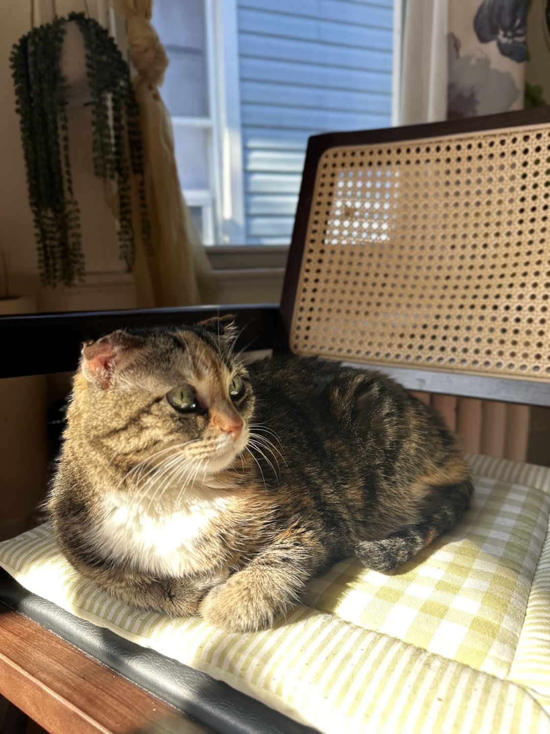 Pamita profile