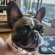 A L profile