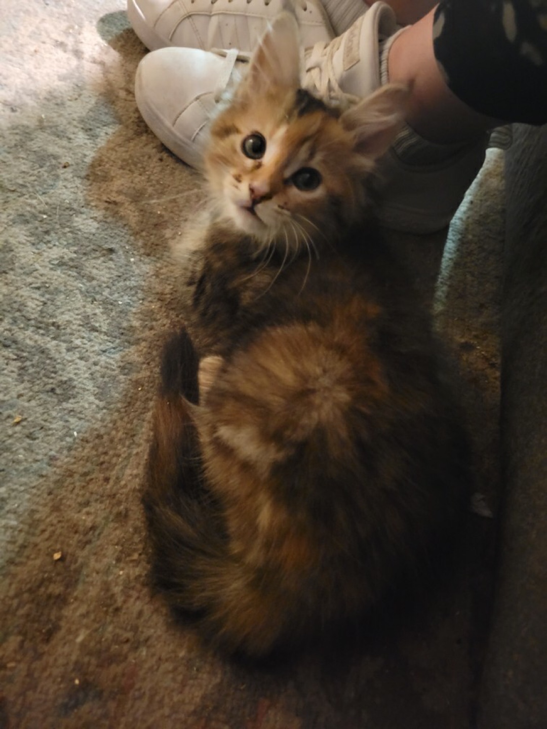 Debra profile