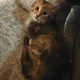 Debra profile