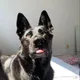 Charlie profile