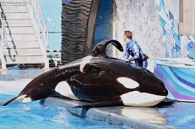 Rachelle Tilikum profile