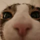 Hank profile