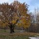 Meraki profile