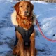 Zane profile