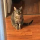 Mik profile