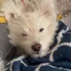 Roji Lama profile