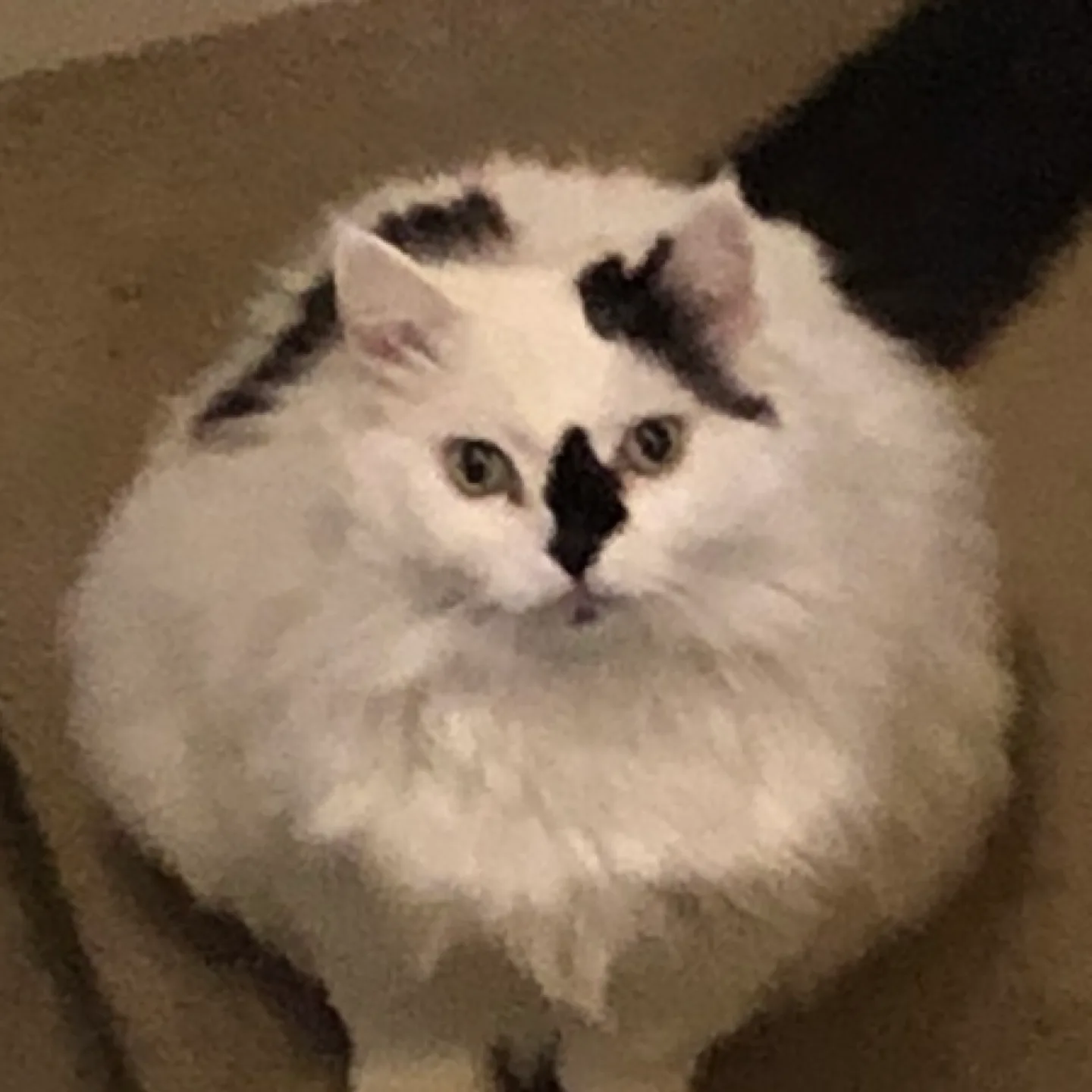 Auley McCallum profile