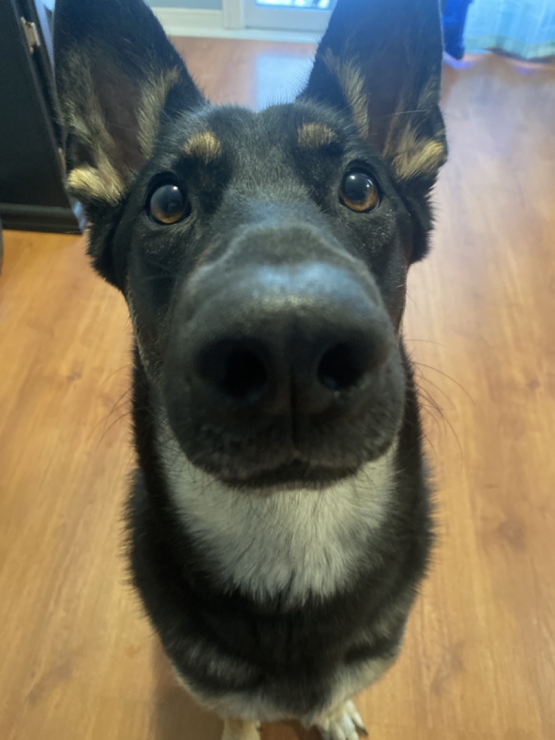 Kyra profile