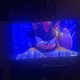 Sheldon profile