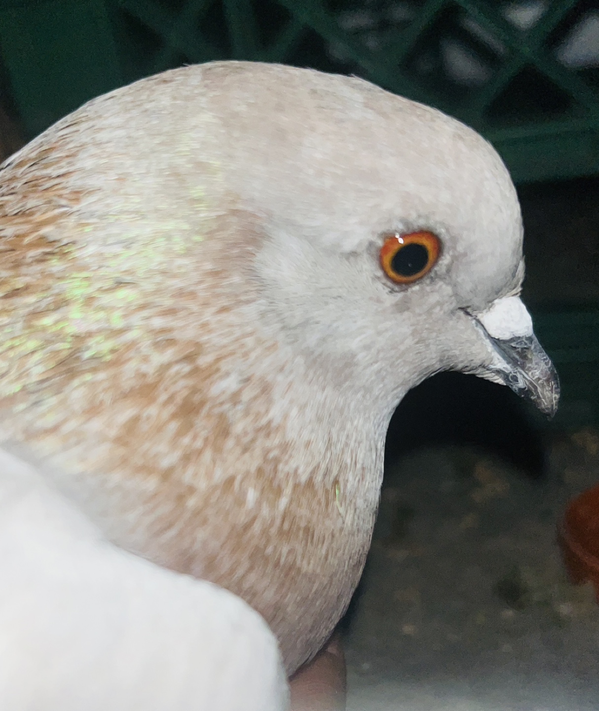 Pigeon2befree profile