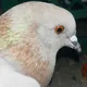 Pigeon2befree profile