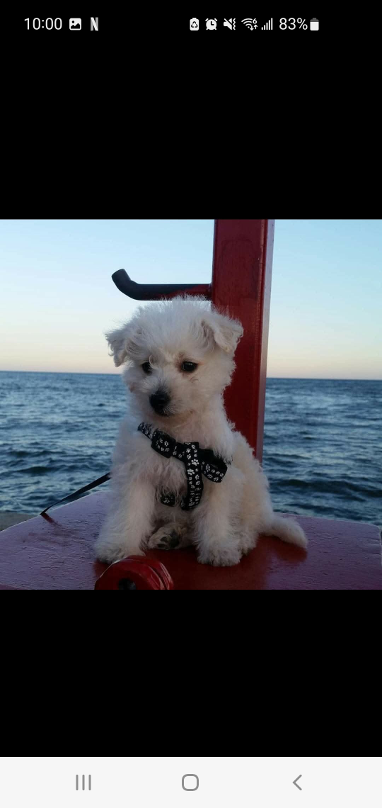 Nelson profile