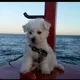 Nelson profile