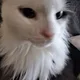 Yusuf profile