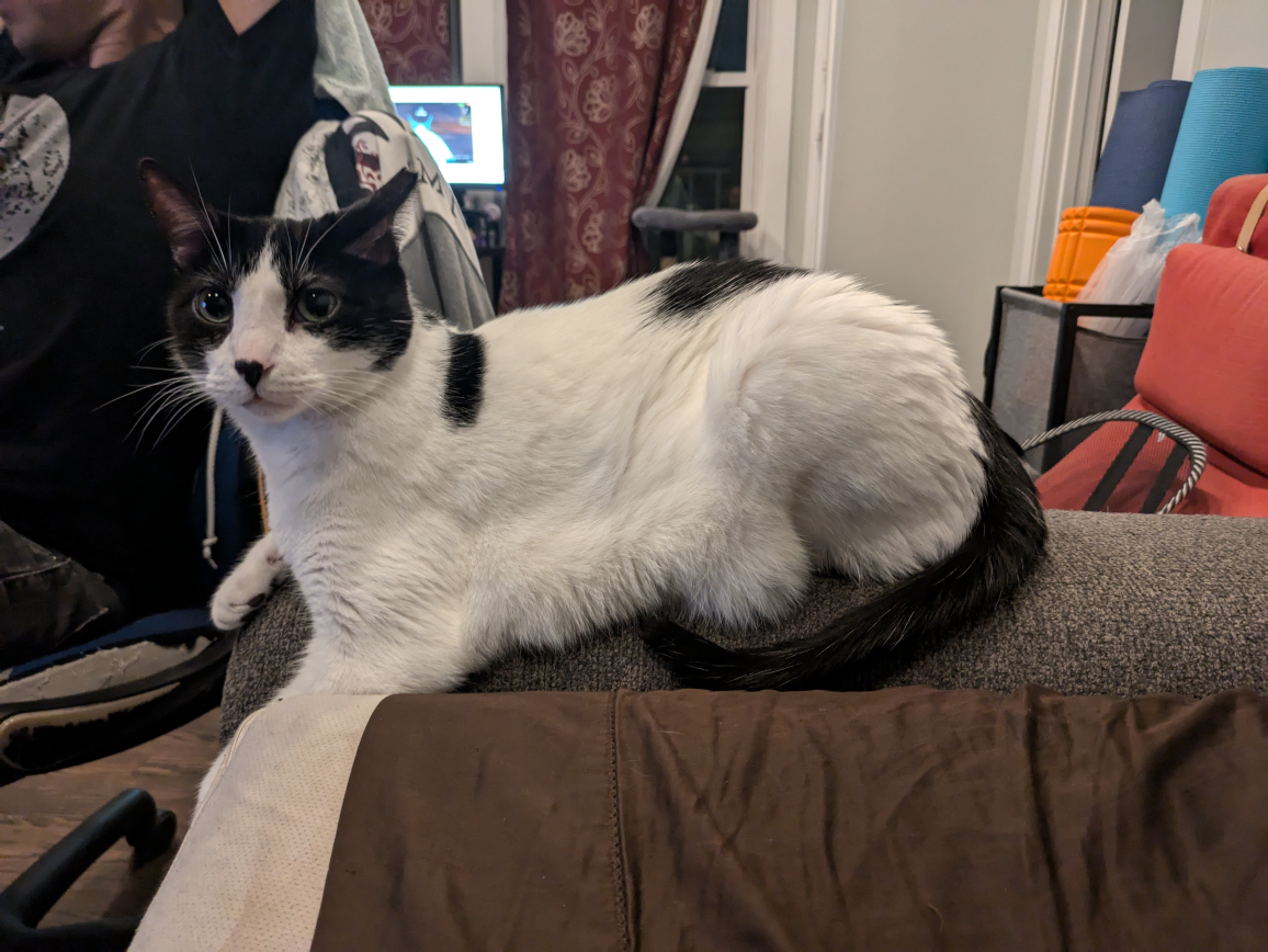 Priscilla