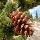 Pine profile