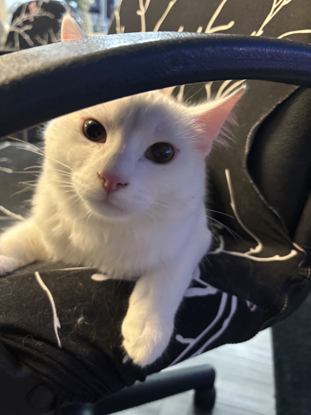 Purplessoms profile