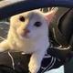 Purplessoms profile