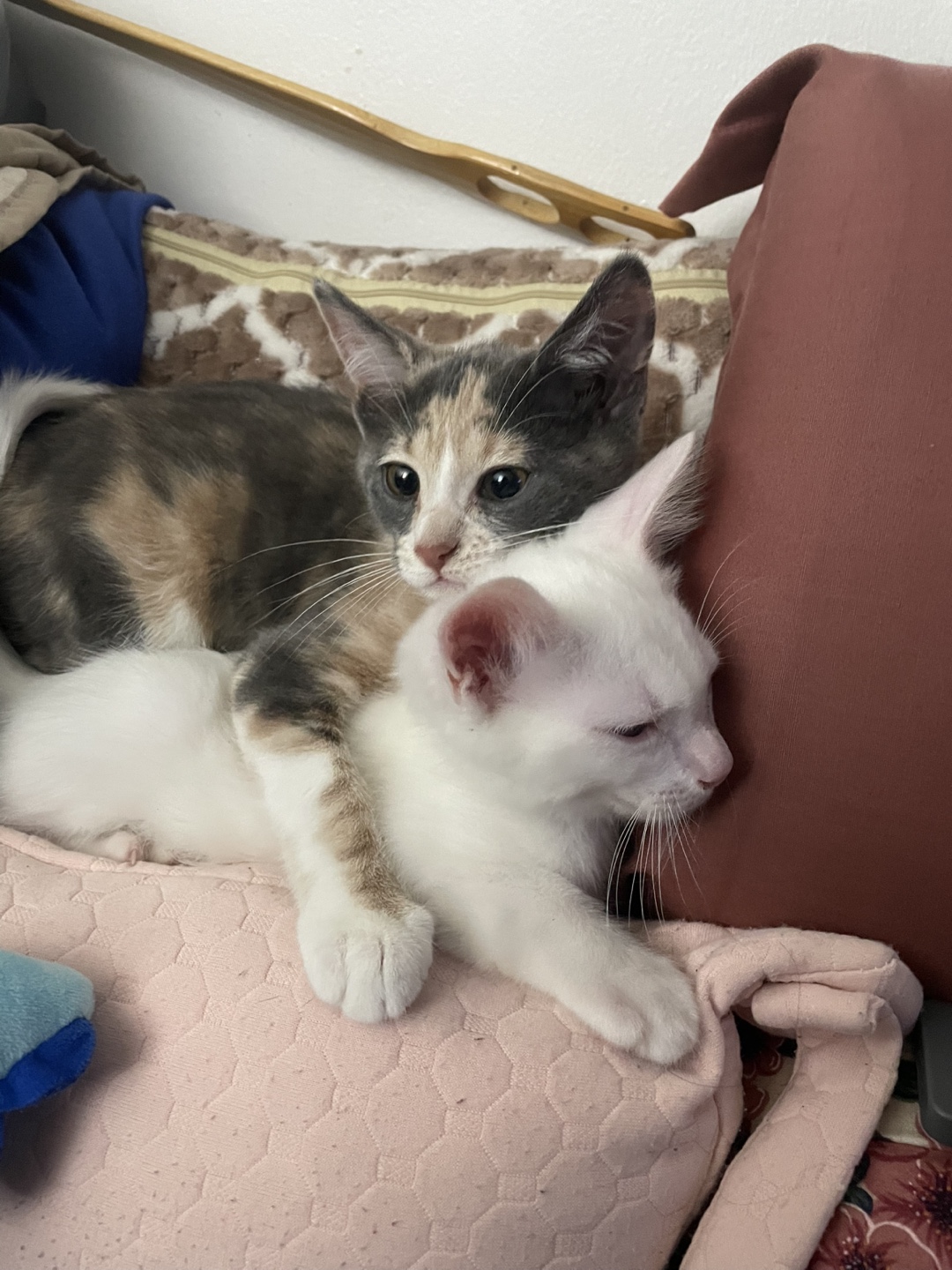 Meghla akash profile