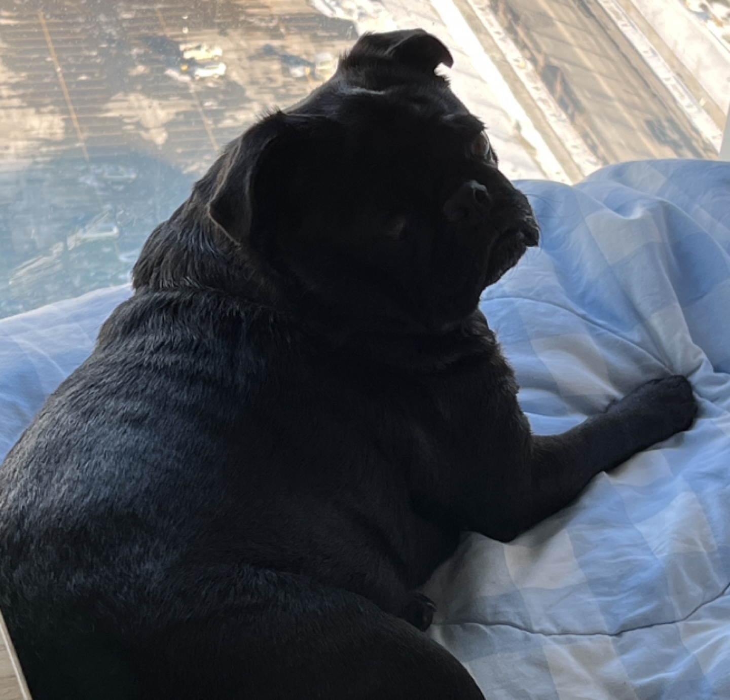 Dave profile